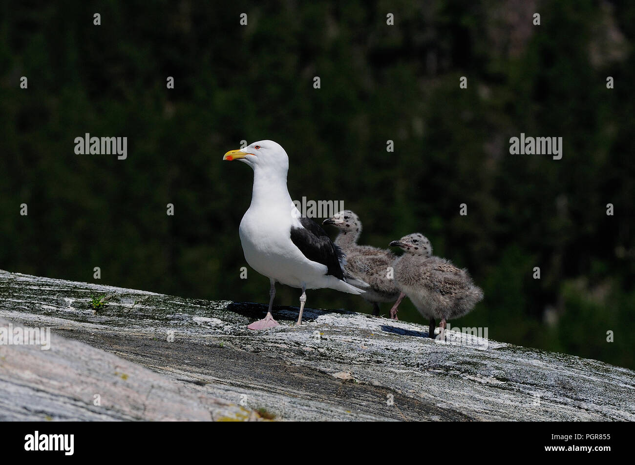 Grande nero-backed gull con due pulcino su roccia, romsdalfjord, norvegia (larus marinus) Foto Stock