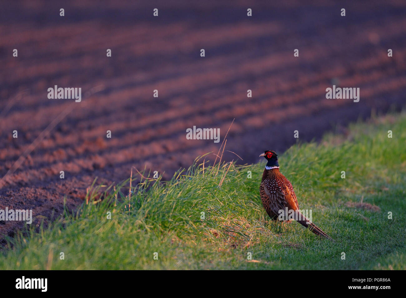 Rubinetto di fagiano in piedi sul campo e guardare, molla, Germania (Phasianus colchicus) Foto Stock