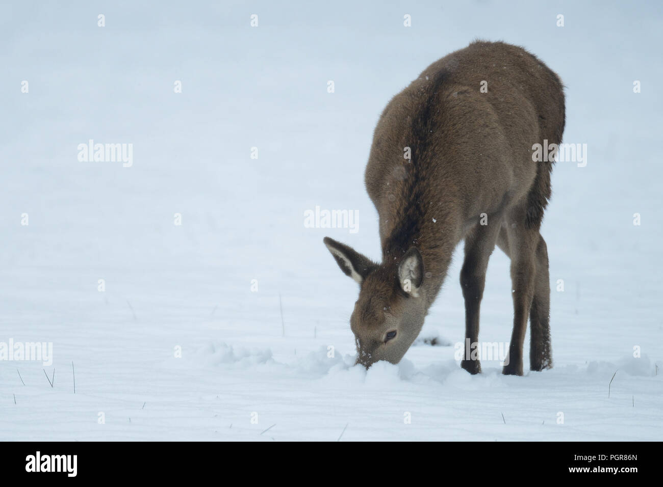 Red Deer vitello feed ricerca nella neve, in inverno, Germania (cervus elaphus) Foto Stock