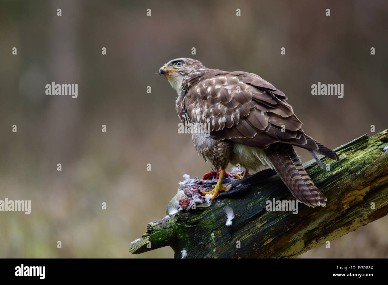 Comune poiana seduta con woodpigeon morto su di un legno, inverno, Germania (Buteo buteo) Foto Stock