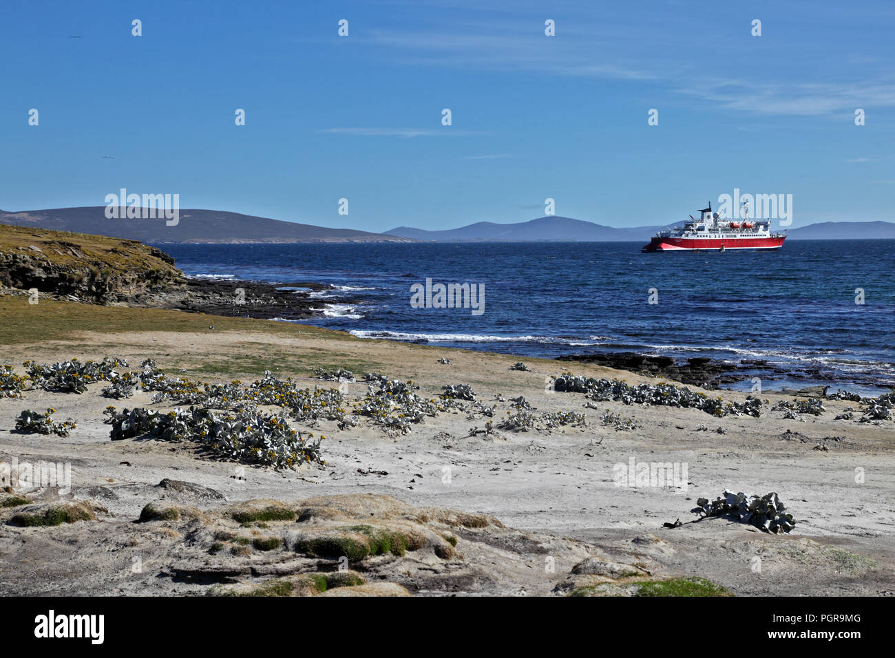 MS Expedition nave passeggeri visto dalla spiaggia di Saunders Island, Malvine, Oceano Meridionale Foto Stock