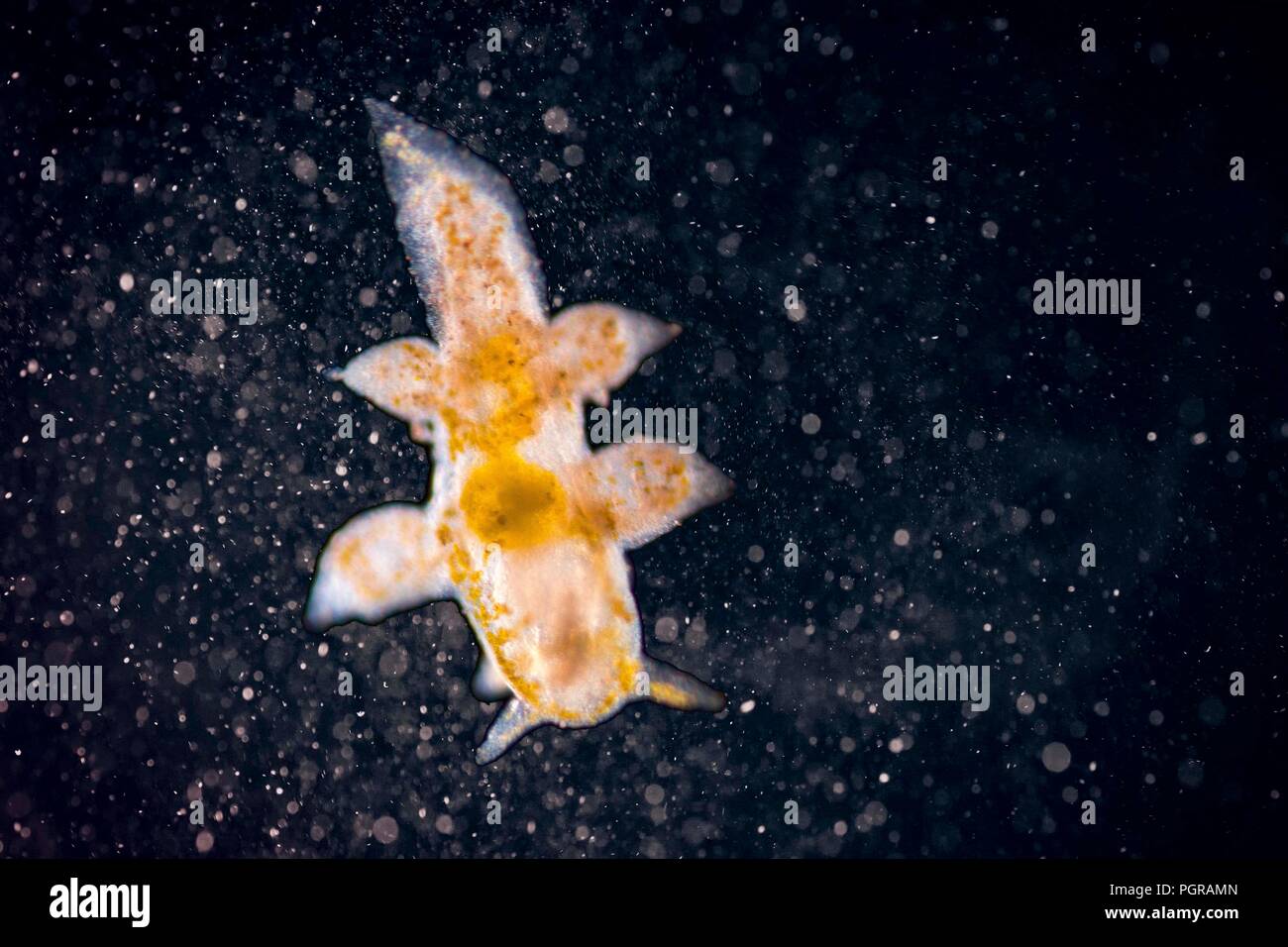 Nudibranch microscopici marine mollusco gasteropode sul magico sfondo di Galaxy Foto Stock