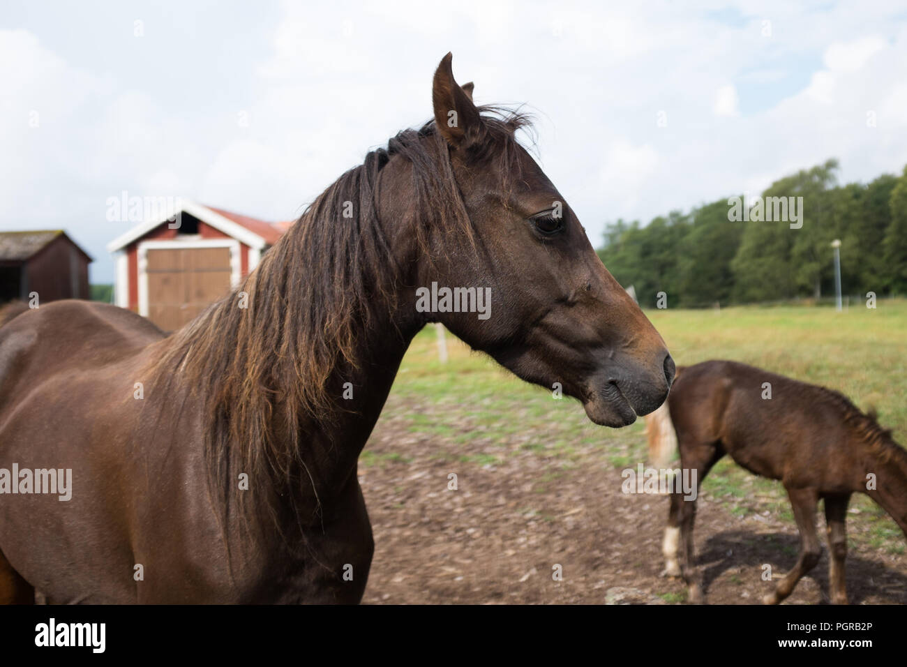 Swedisch cavalli Foto Stock