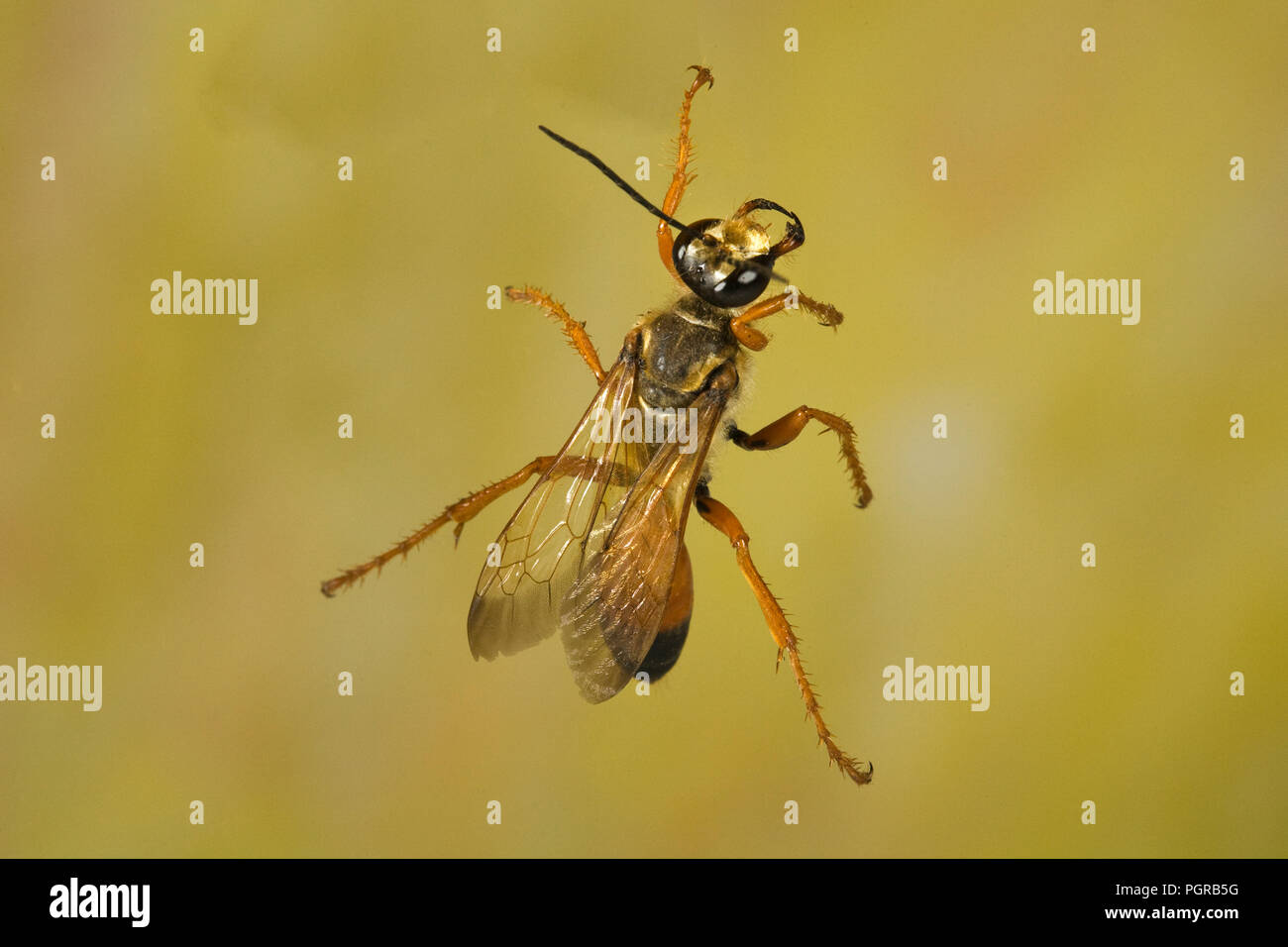 Vista ventrale di un grande golden digger wasp, o grande sabbia dorata digger, Sphex ichneumoneus. Questi grandi, vespe solitarie sono innocui e si trovano th Foto Stock