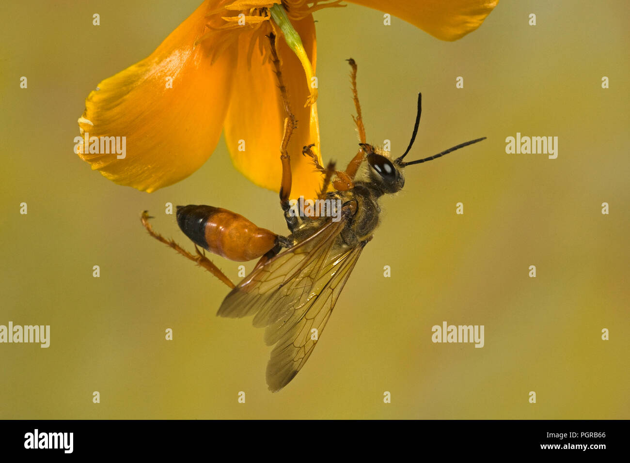 Vista laterale di un grande golden digger wasp, o grande sabbia dorata digger, Sphex ichneumoneus. Questi grandi, vespe solitarie sono innocui e si trovano throu Foto Stock