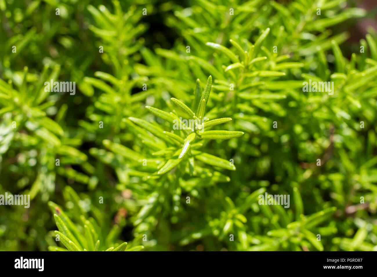 Rosmarinus officinalis, Rosmarino erba che cresce in estate, Dorset, Regno Unito Foto Stock
