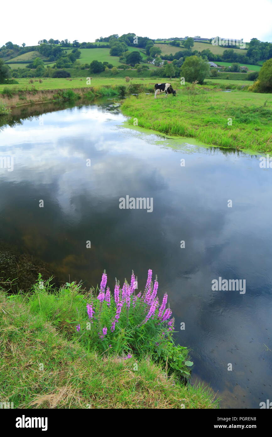 Mucca pascolare sui terreni agricoli attorno al fiume Ax in East Devon Foto Stock