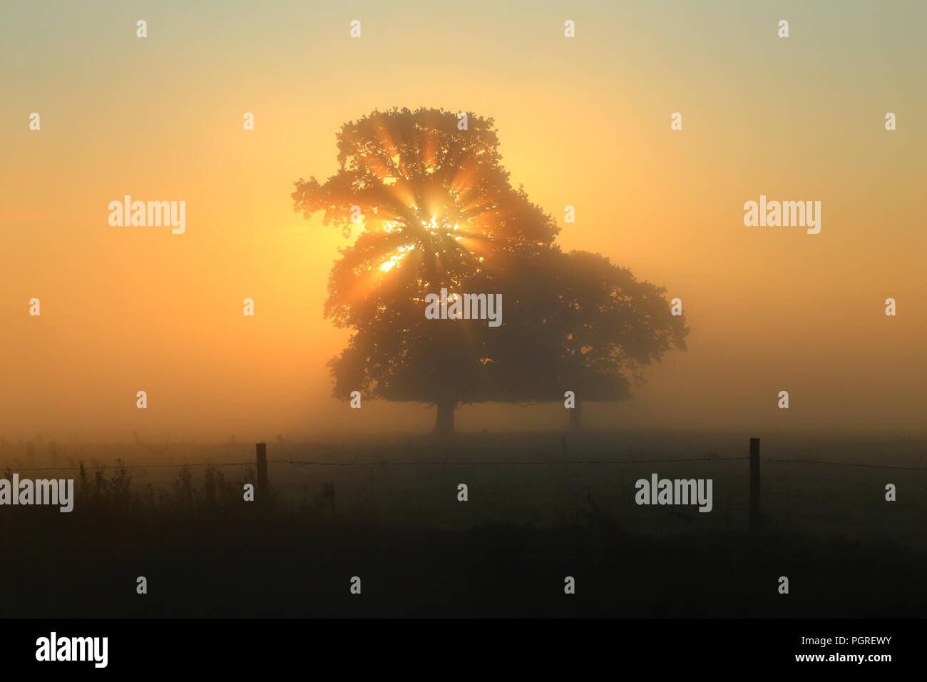 Raggi di sole che splende attraverso albero in una nebbiosa mattina nella valle di Ax in East Devon Foto Stock