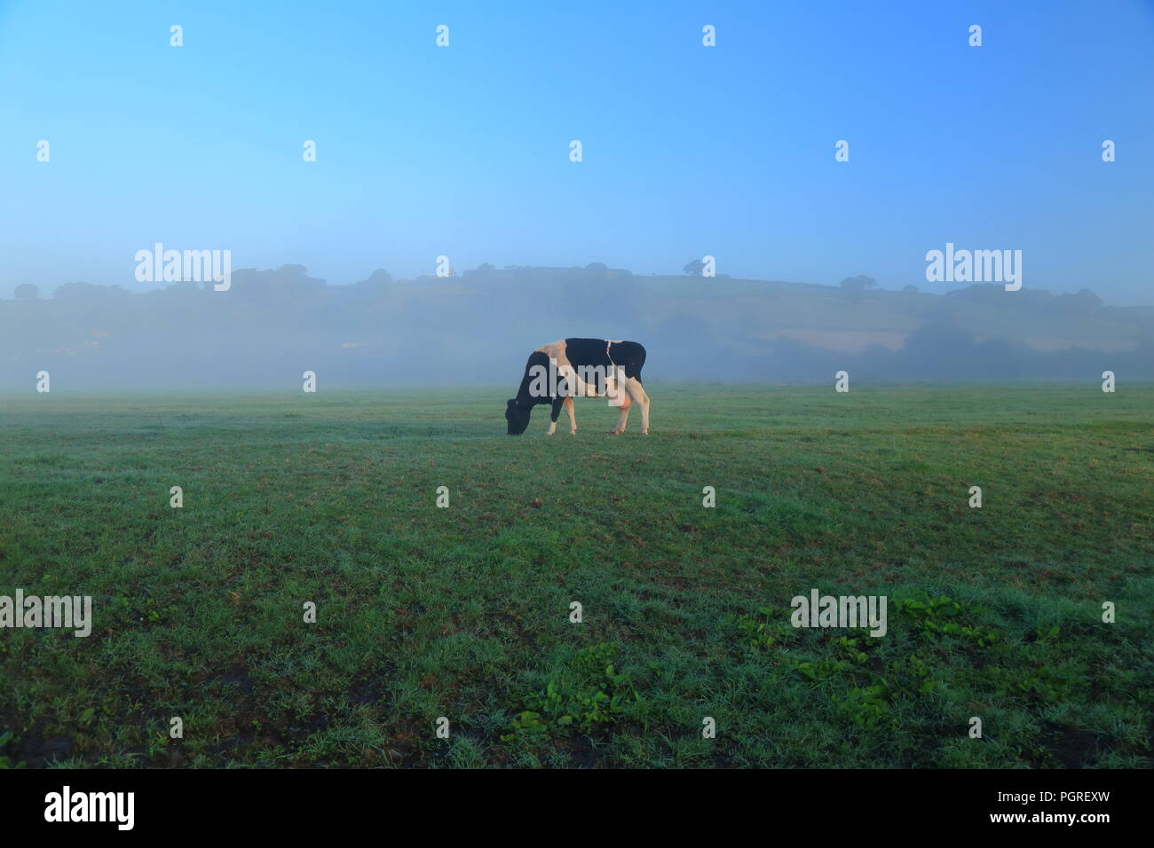 British il frisone il bestiame pascola sui terreni agricoli in una nebbiosa mattina in East Devon Foto Stock