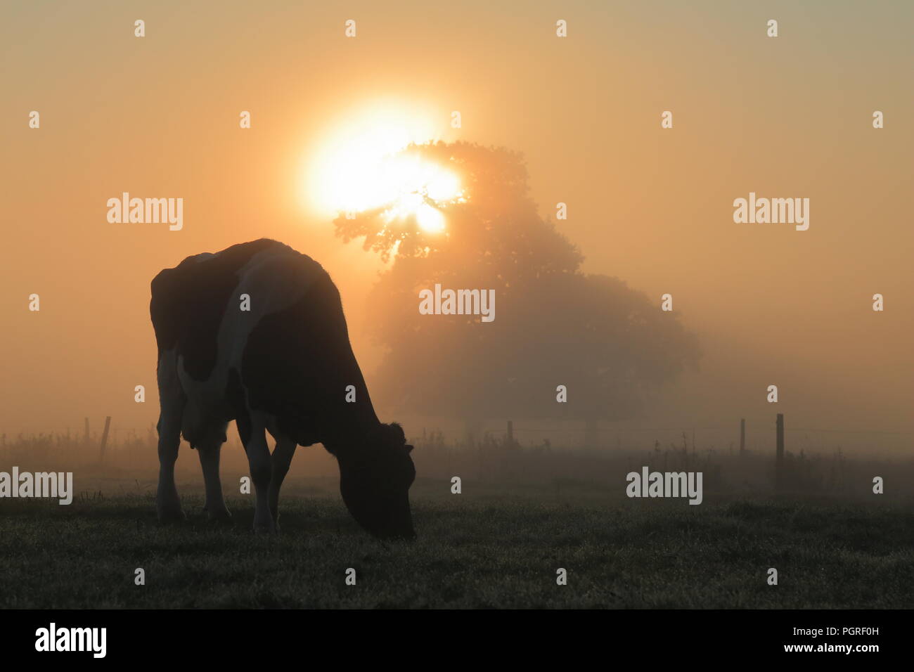 Silhouette di mucca al pascolo in una nebbiosa mattina sul terreno coltivato nel Devon. Raggi di sole che splende attraverso tree Foto Stock