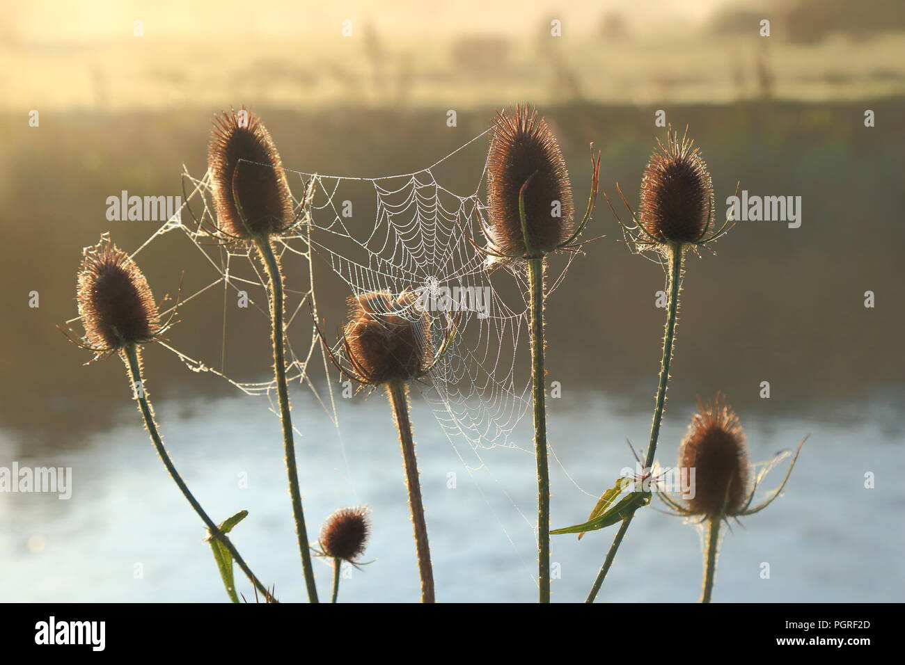 Le teste dei fiori di Dipsacus fullonum comunemente noto come teasel nella tarda estate Foto Stock
