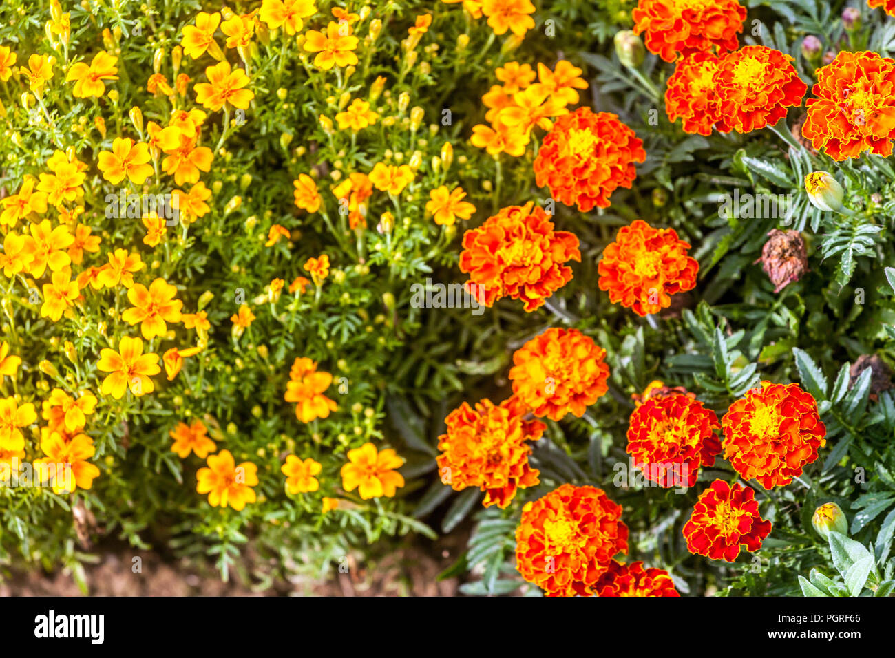 Marigolds misti, tagetes tenuifolia e patula, estate annuale letto di fiori, marigold, marigolds lettiera piante Foto Stock