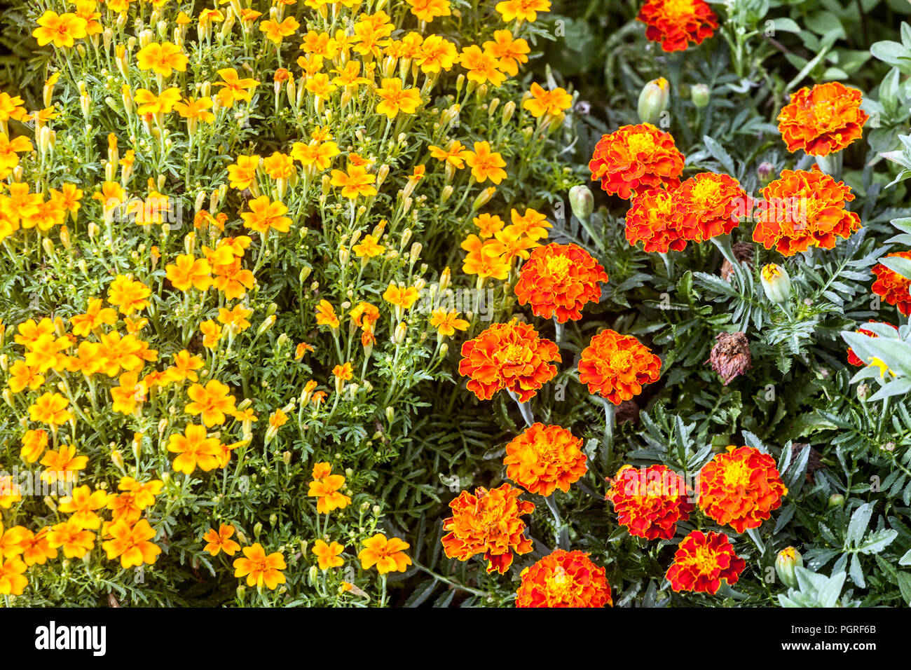 Le calendule misti, tagetes tenuifolia e patula, estate fiore annuale letto, Calendula, Le calendule Foto Stock