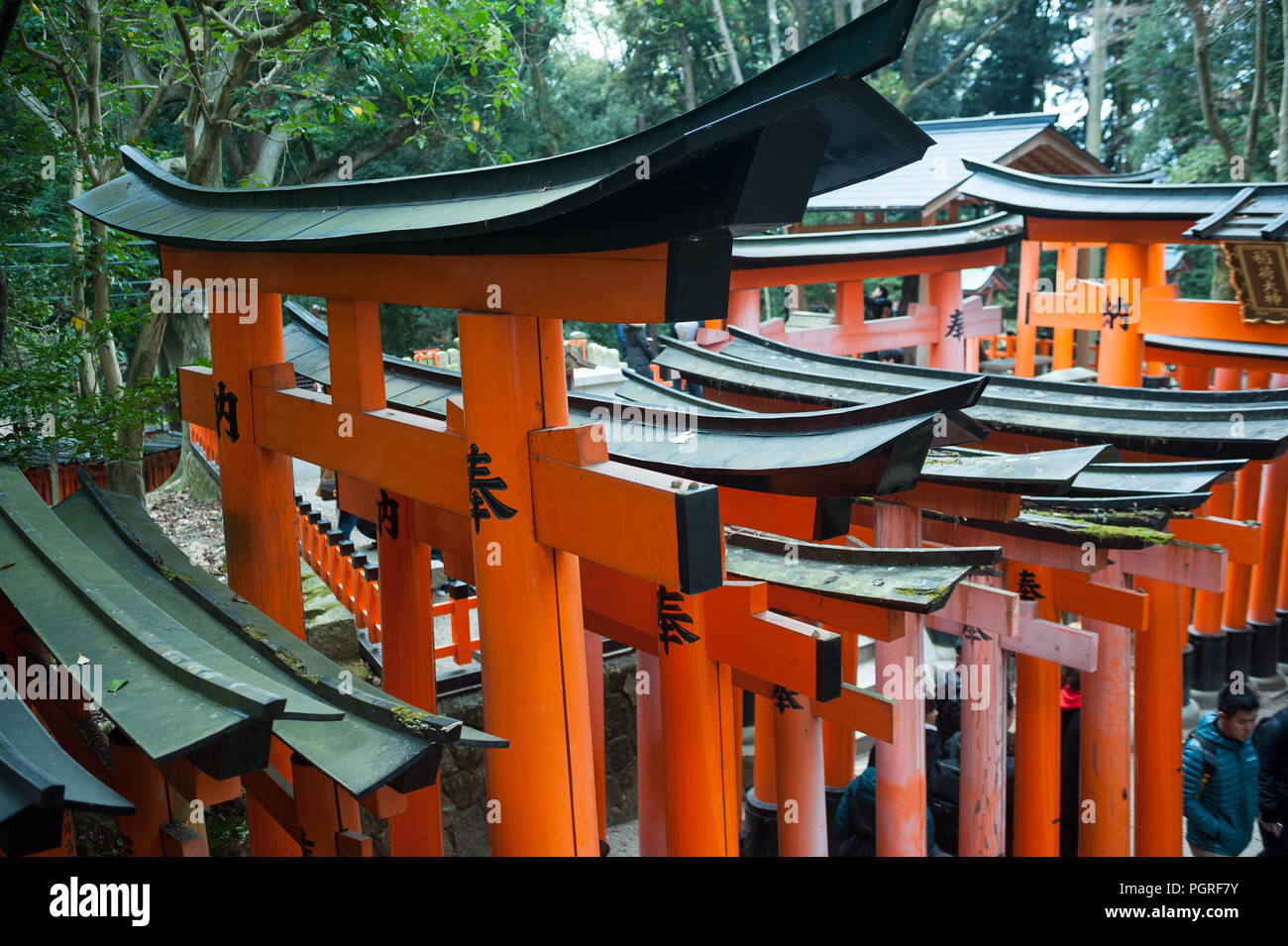 24.12.2017, Kyoto, Giappone, Asia - Vermiglio cancelli in legno linea uno del Torii sentieri che conducono a Fushimi Inari Taisha, un santuario scintoista di Kyoto. Foto Stock