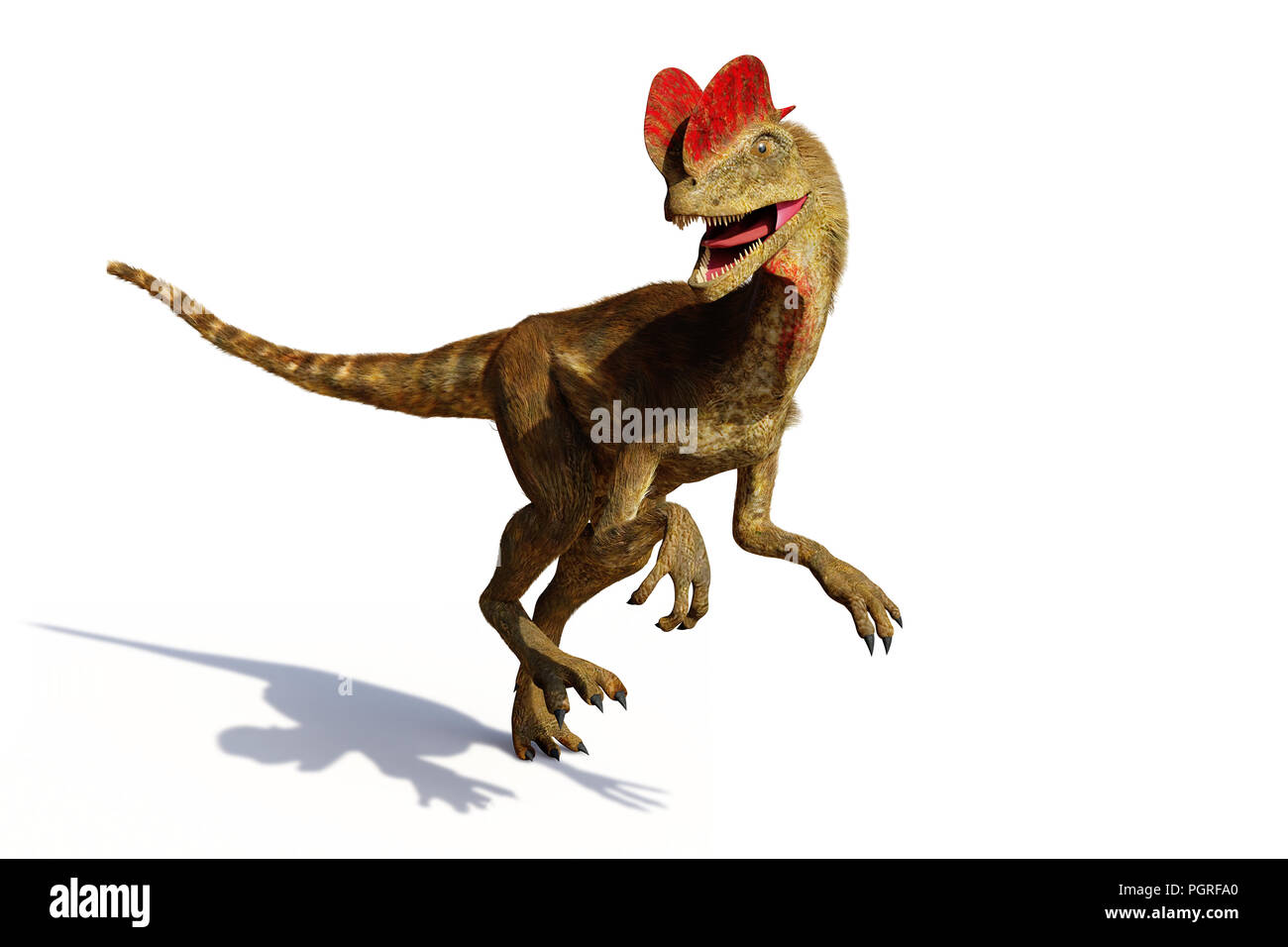 Dilophosaurus, theropod dinosaur dagli inizi del giurassico (3d illustrazione isolato con ombra su sfondo bianco) Foto Stock