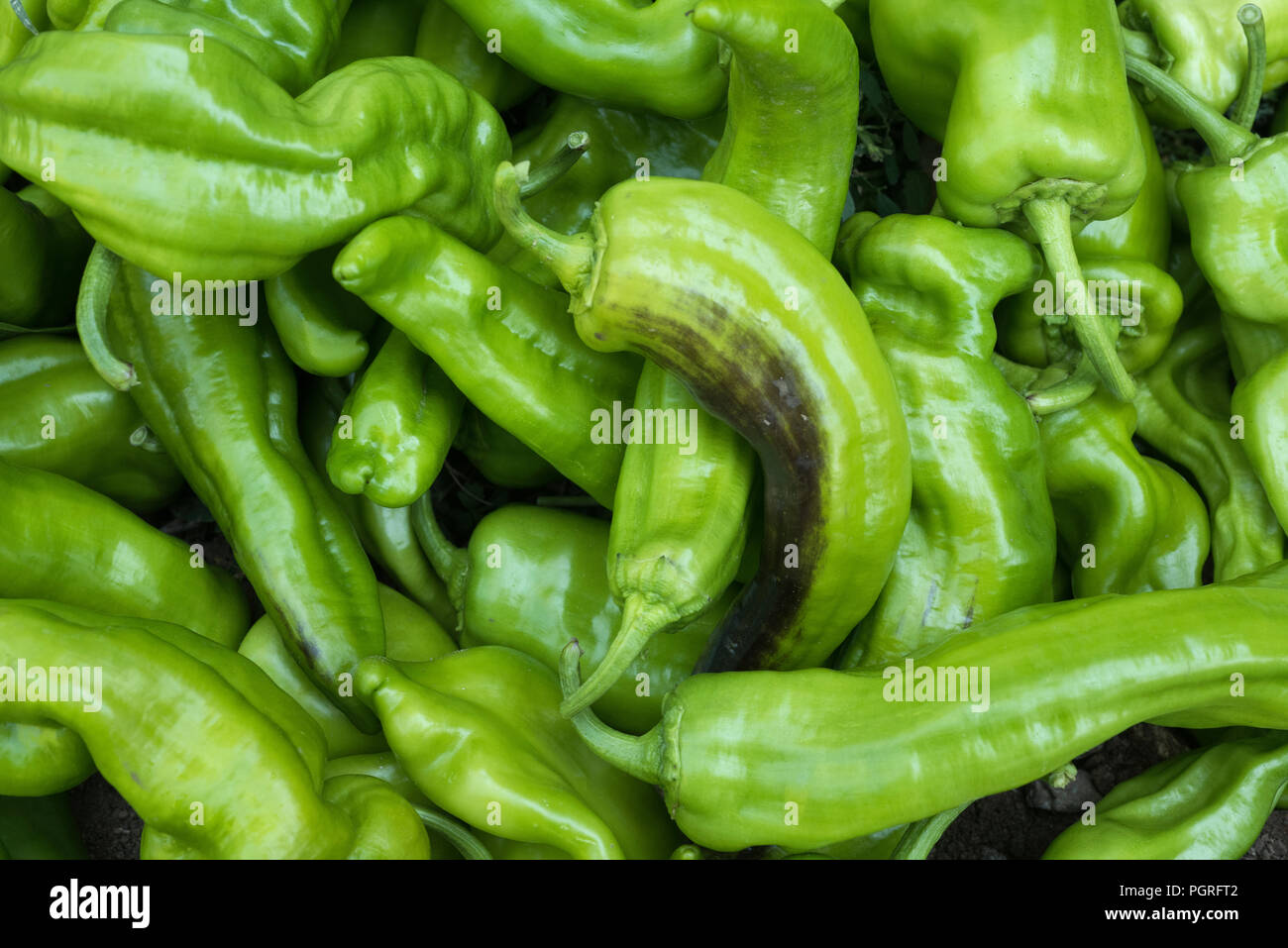 Ortaggi freschi, peperoni verdi, peperoni italiana appena raccolto in giardino Foto Stock