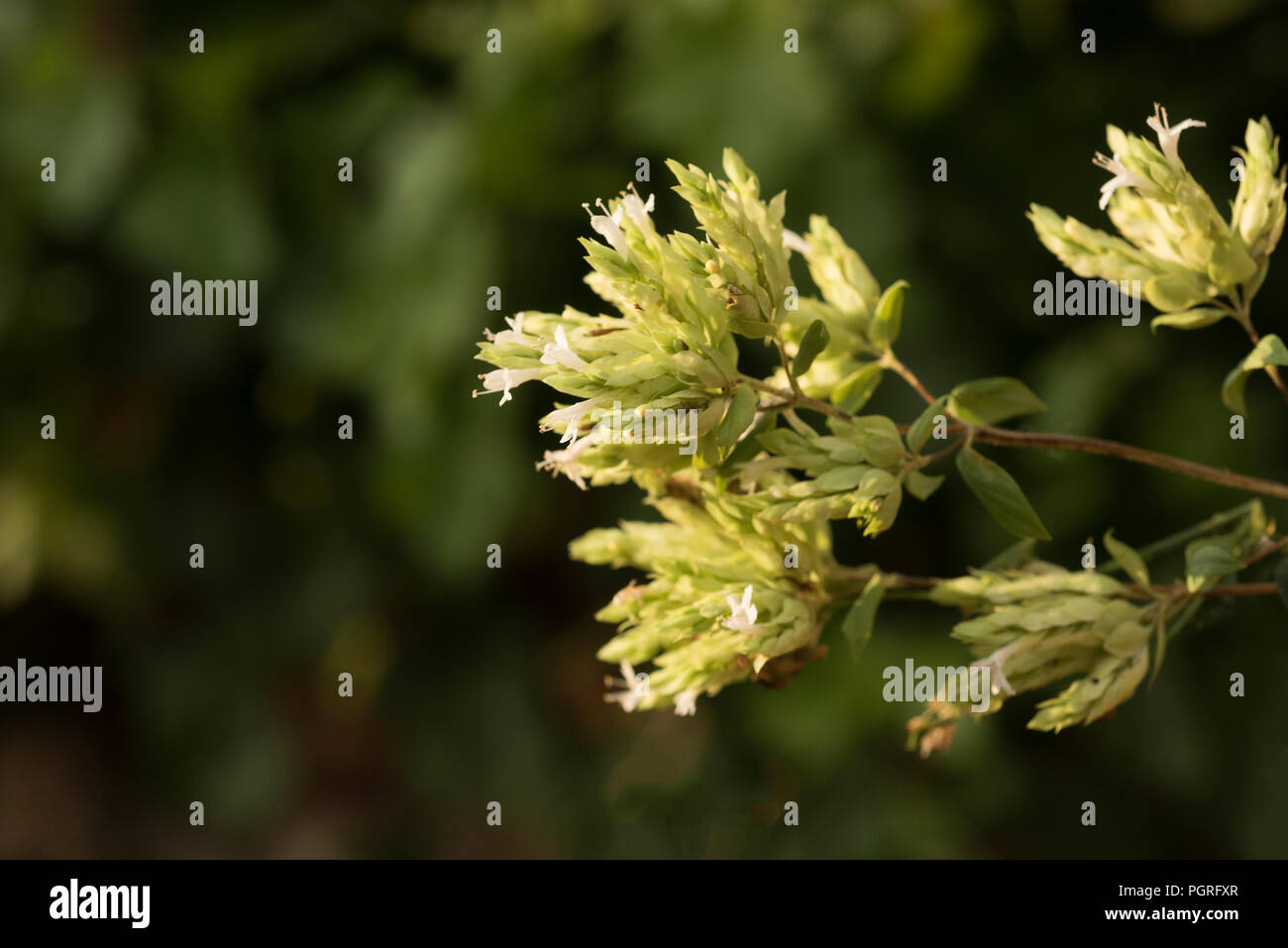 Origano in fiore, Origanum vulgare Foto Stock
