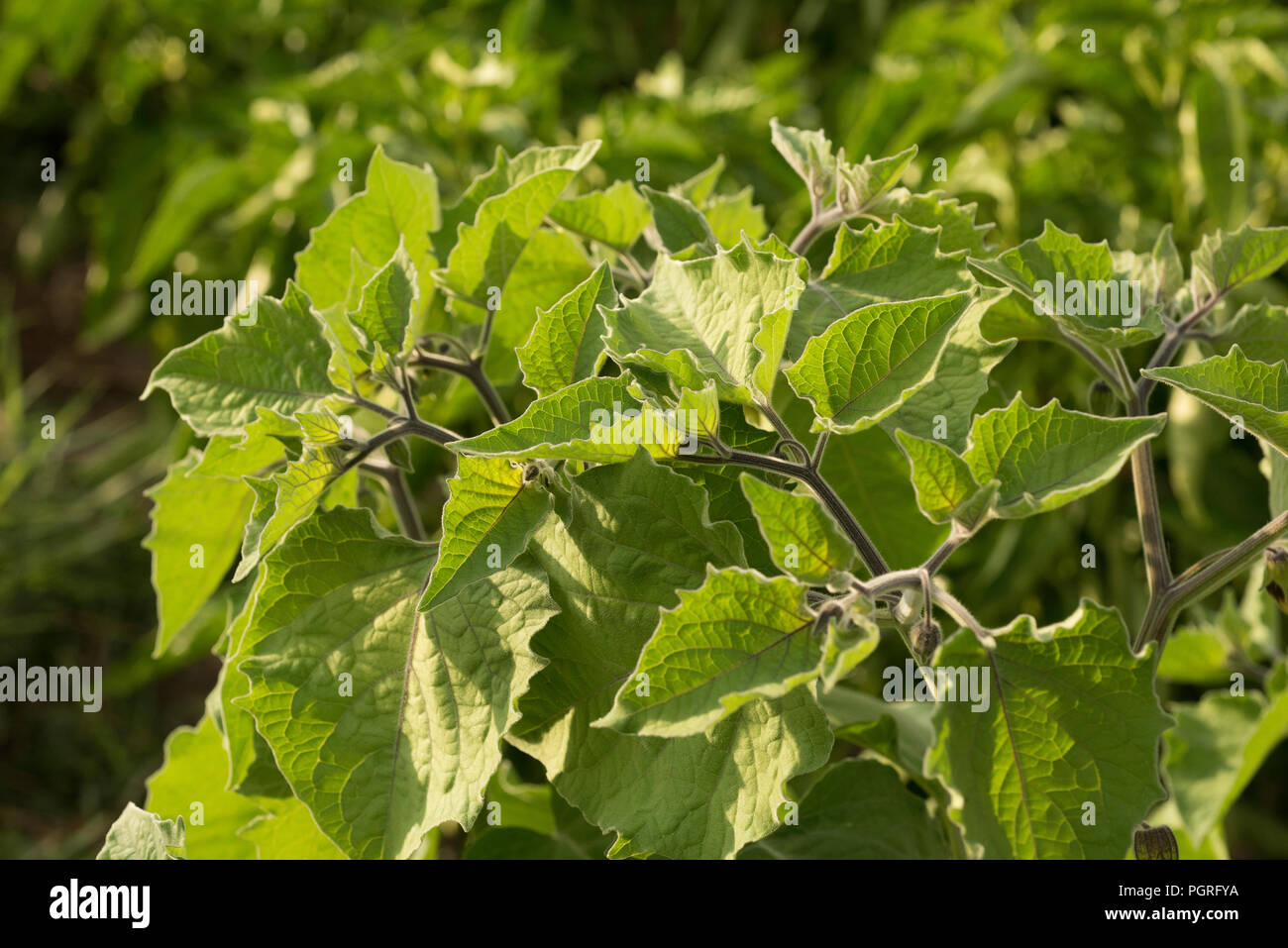 Physalis peruviana, nel frutteto, frutta, piante, foglie Foto Stock