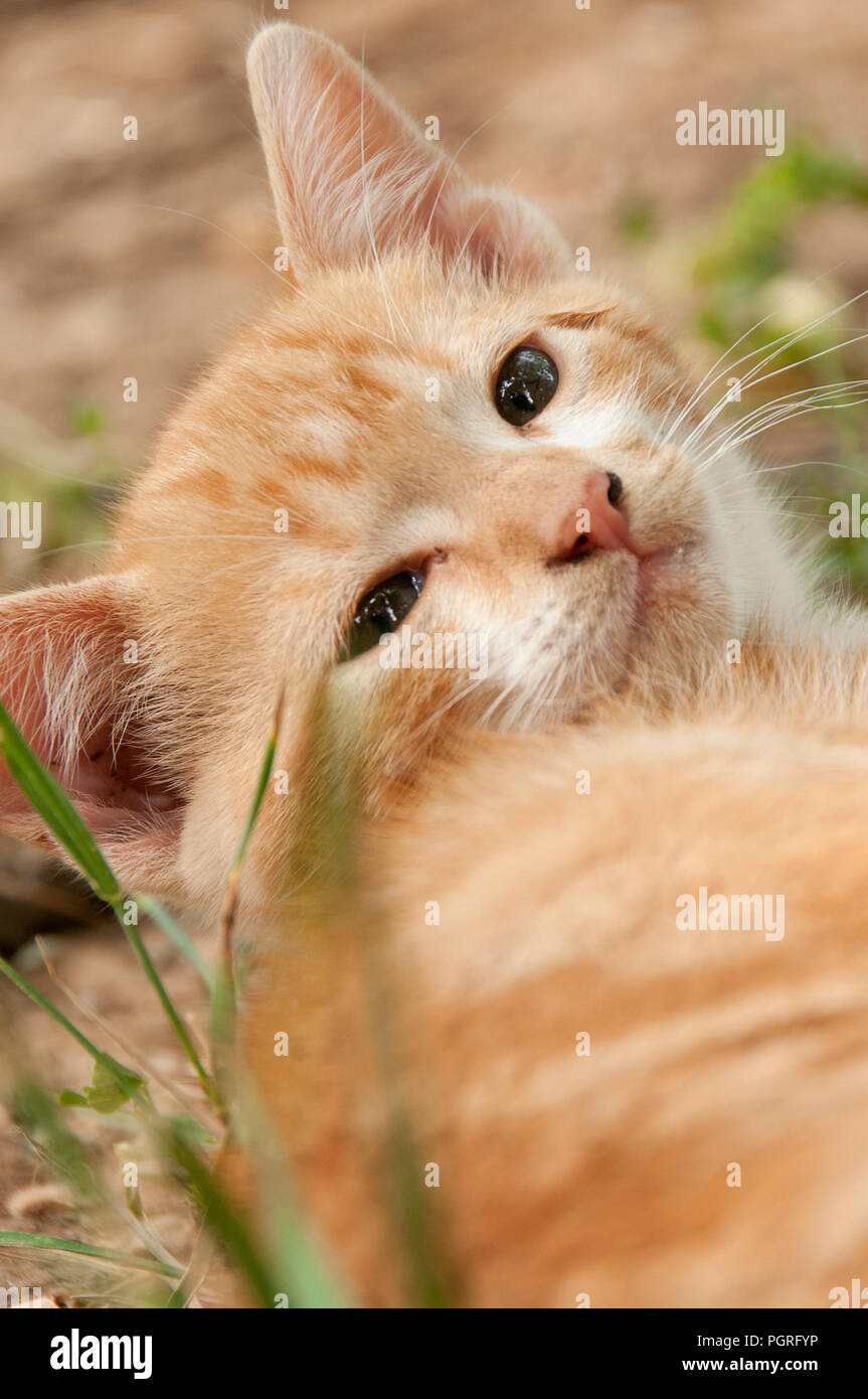 Cucciolo di gatto in appoggio in giardino Foto Stock