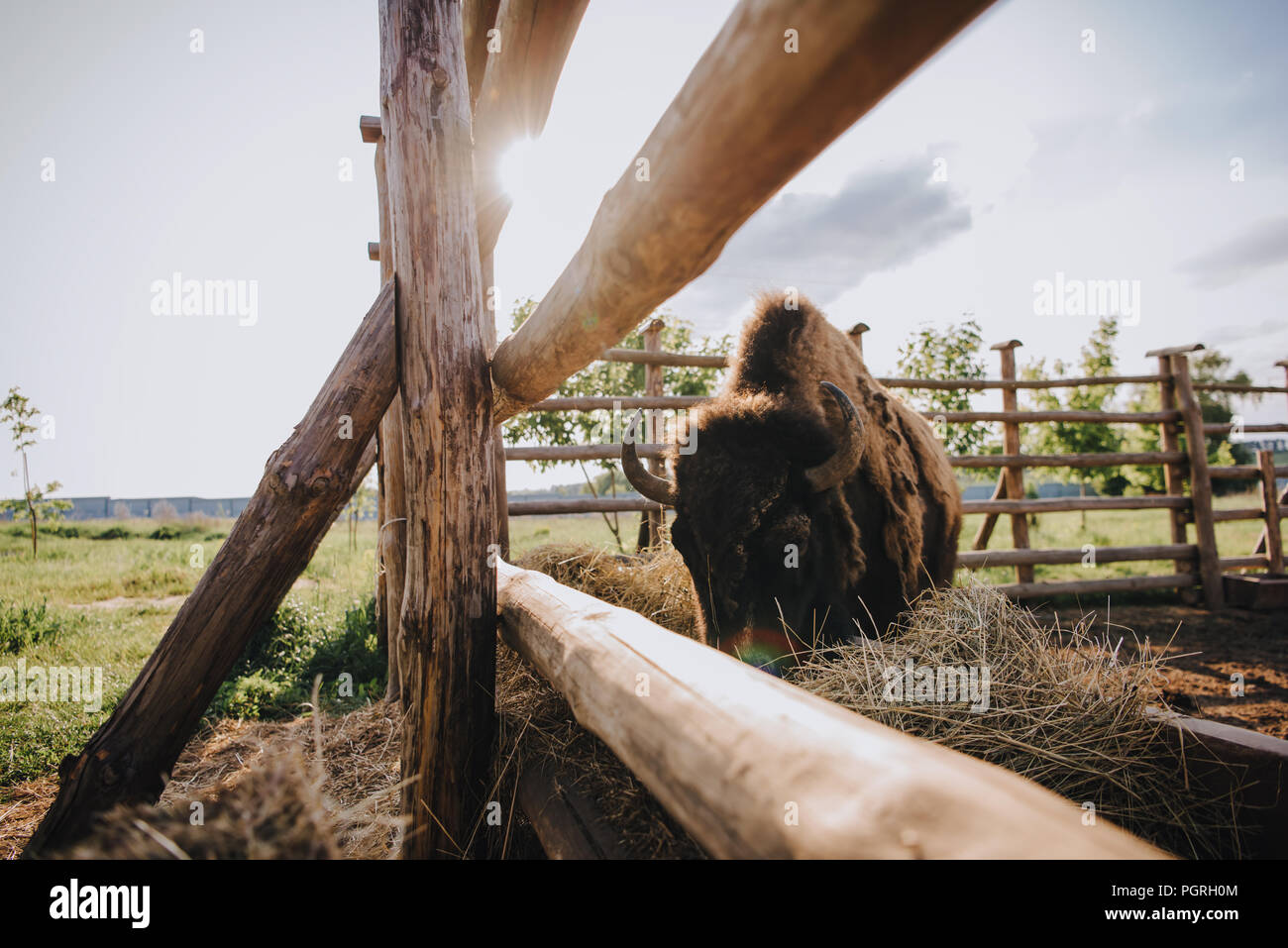 Vista ravvicinata di bison mangiare erba secca in corral contro la luce solare allo zoo Foto Stock Vista ravvicinata di bison mangiare erba secca in corral contro la luce solare allo zoo Foto Stock