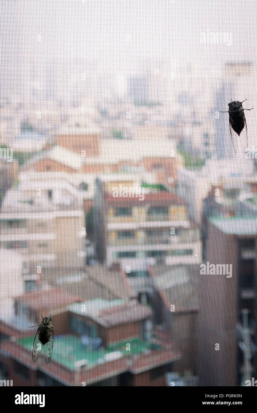 Due cicale poggiante su insect net, Seoul, Corea Foto Stock