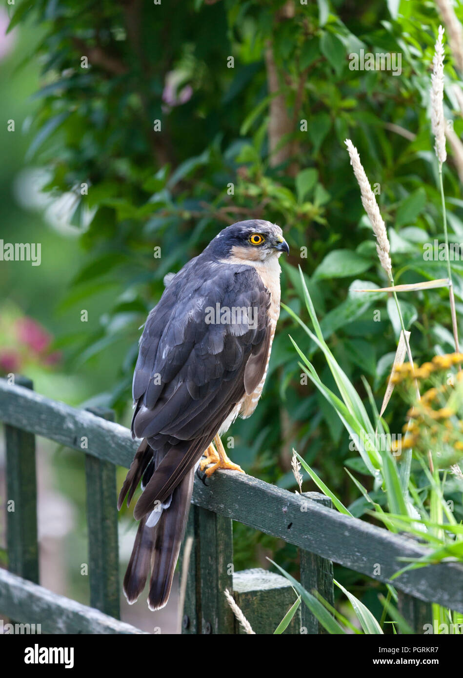 Eurasian, Sparviero (Accipiter nisus) arroccato su una recinzione in un ambiente da giardino, Inghilterra, Regno Unito. Foto Stock Eurasian, Sparviero (Accipiter nisus) arroccato su una recinzione in un ambiente da giardino, Inghilterra, Regno Unito. Foto Stock