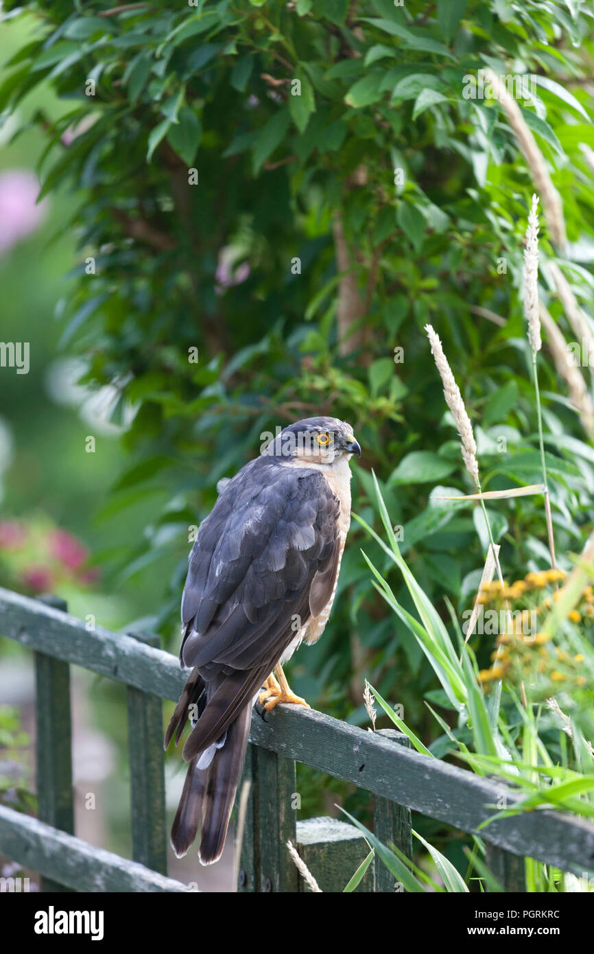 Eurasian, Sparviero (Accipiter nisus) arroccato su una recinzione in un ambiente da giardino, Inghilterra, Regno Unito. Foto Stock Eurasian, Sparviero (Accipiter nisus) arroccato su una recinzione in un ambiente da giardino, Inghilterra, Regno Unito. Foto Stock