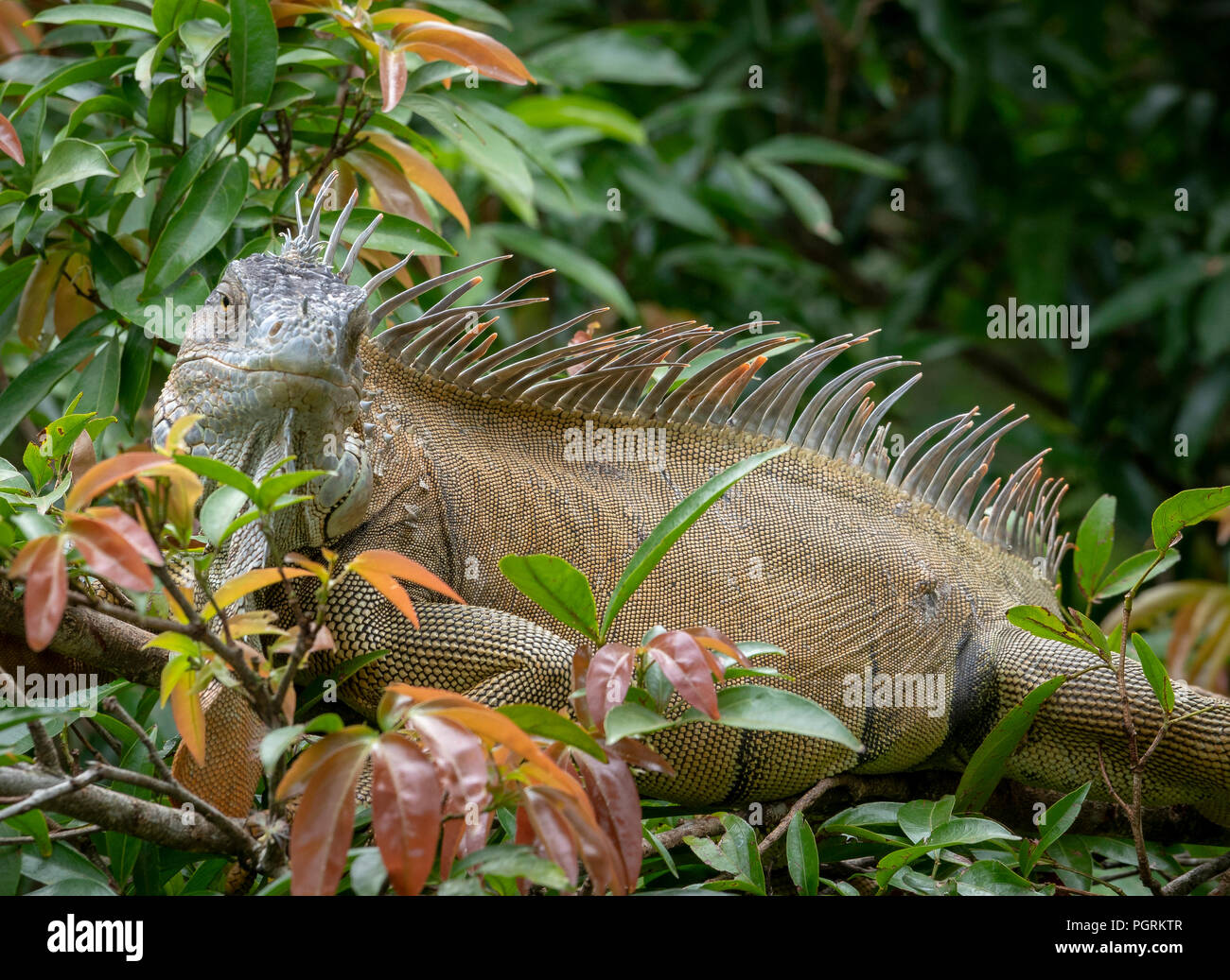 Nero Iguana, Costa Rica Foto Stock