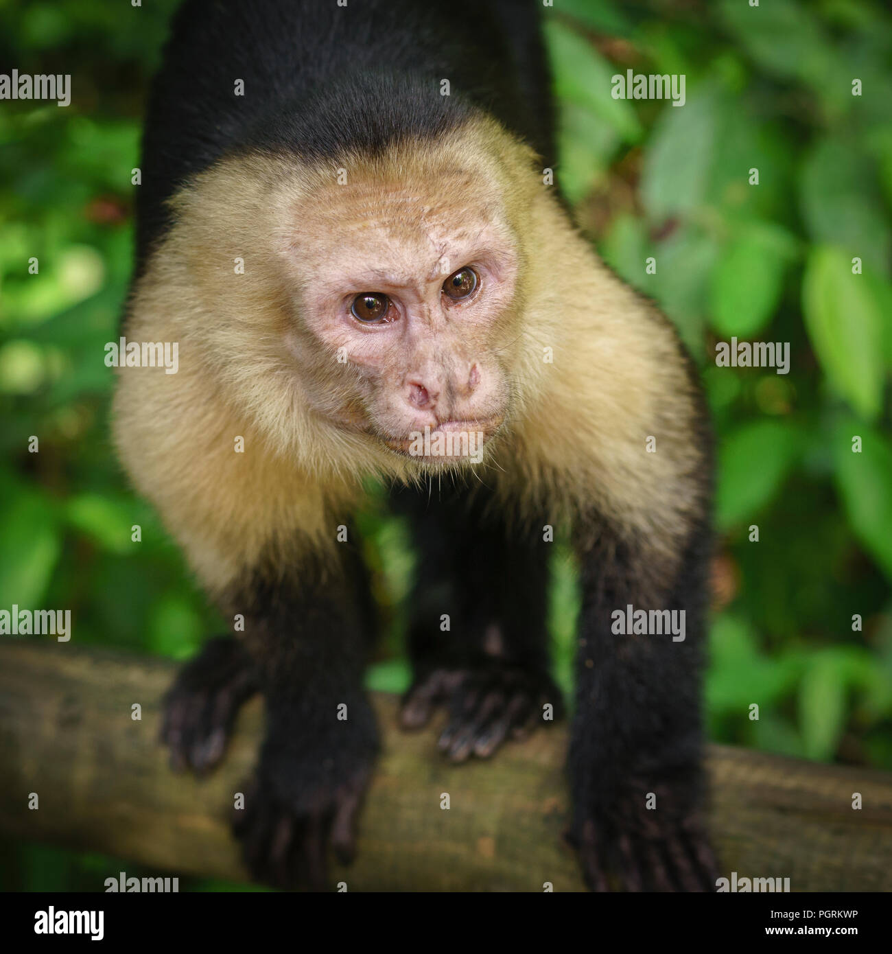 White-Throated Cappuccini, Costa Rica Foto Stock