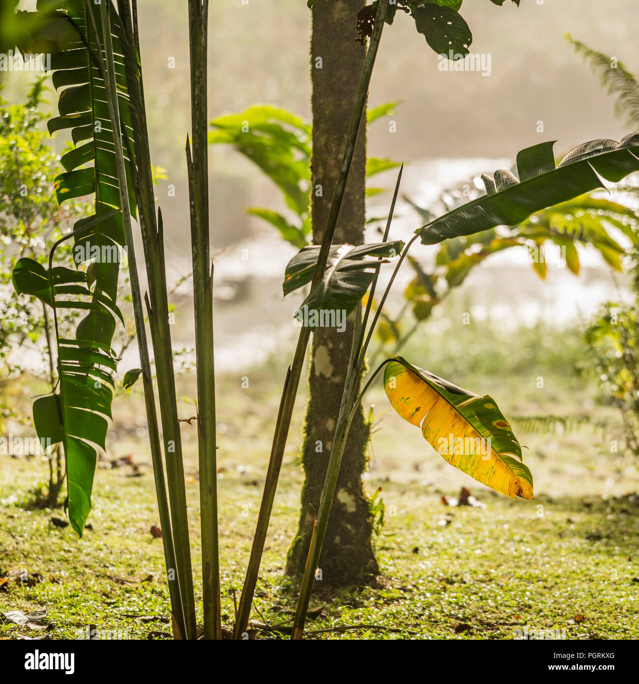 Gli alberi di palma, Maquenque National Wildlife Refuge, Costa Rica Foto Stock