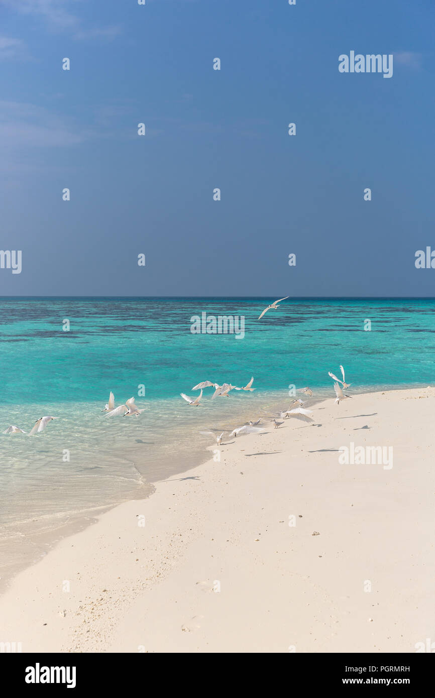 Gli uccelli volare un incredibile scenario tropicale delle Maldive Foto Stock