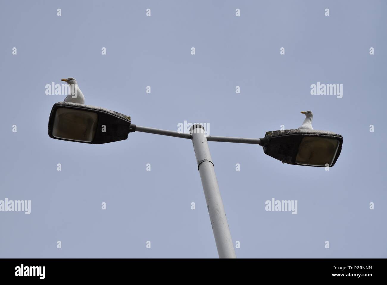 Gabbiani: due individui gioco la loro rivendicazione sulla cima di una doppia street light Foto Stock