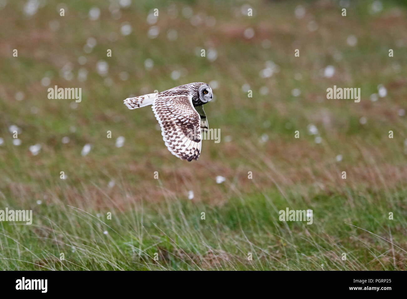 Corto-eared owl, aseo flammeius, REGNO UNITO Foto Stock