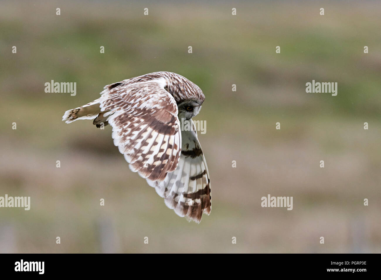 Corto-eared owl, aseo flammeius, REGNO UNITO Foto Stock