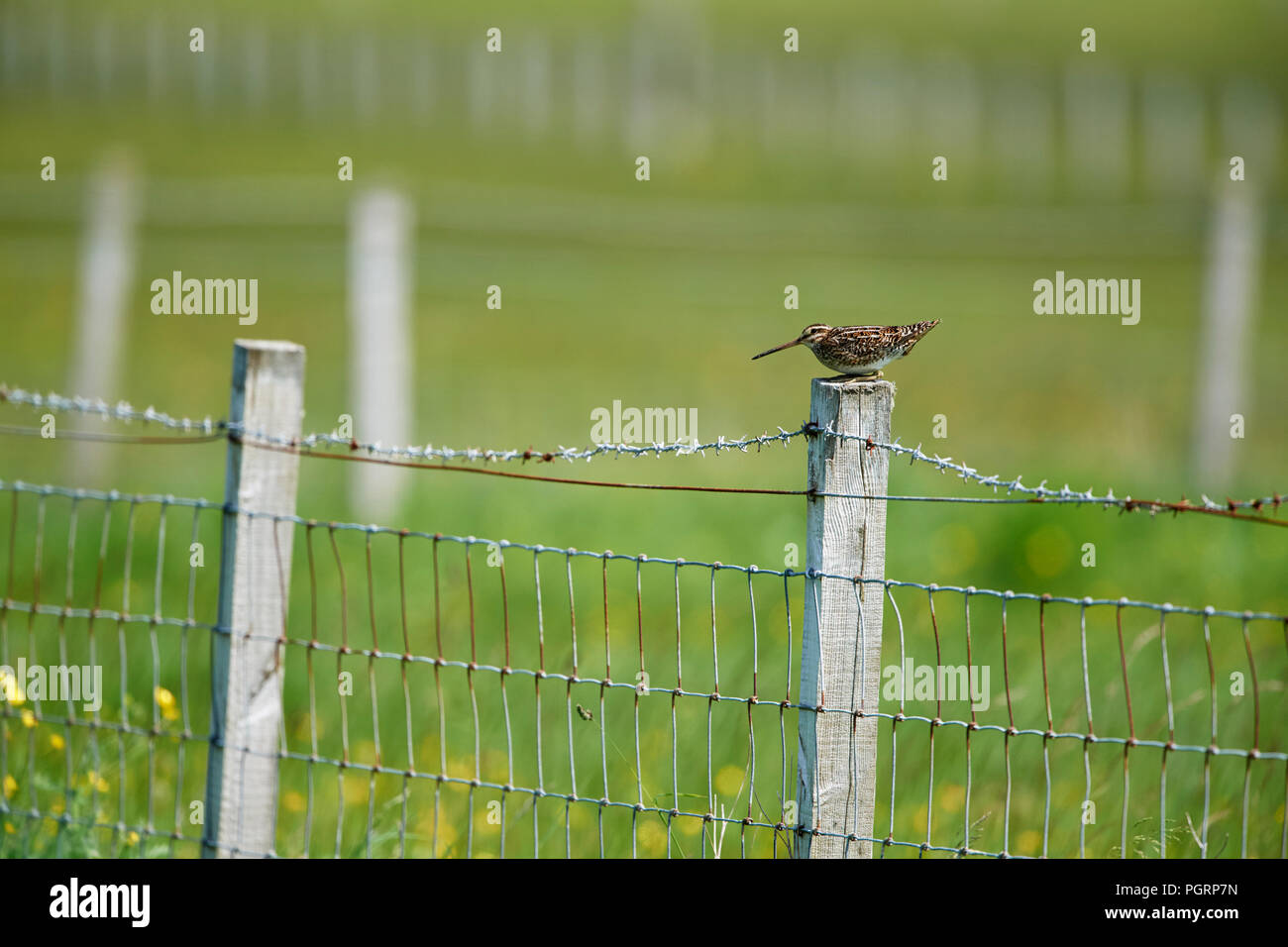 Beccaccino, Gallinago gallinago, REGNO UNITO Foto Stock