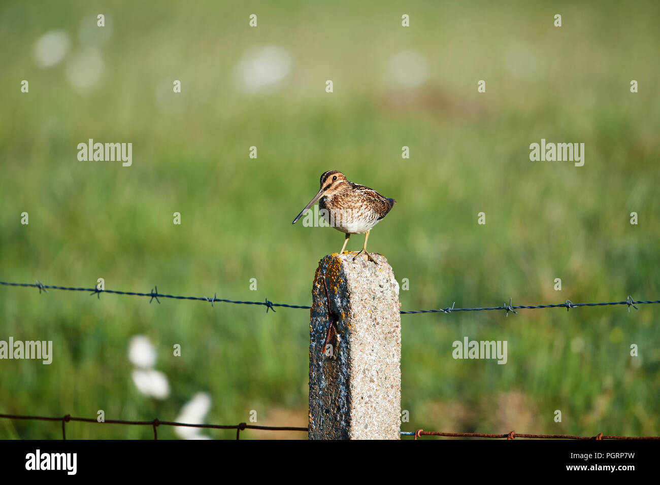 Beccaccino, Gallinago gallinago, REGNO UNITO Foto Stock