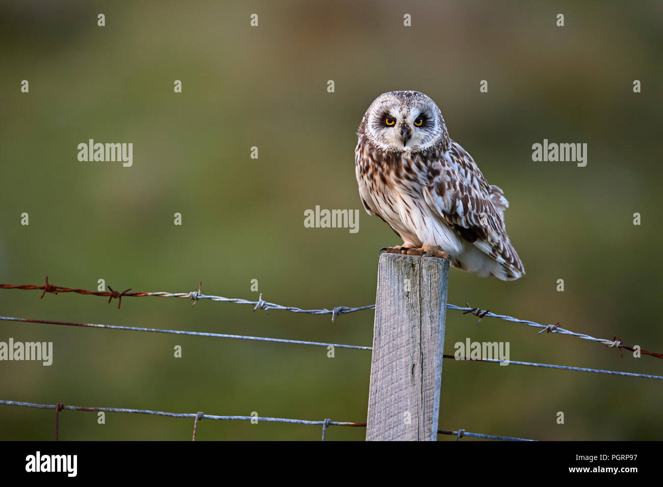 Corto-eared owl, aseo flammeius, REGNO UNITO Foto Stock