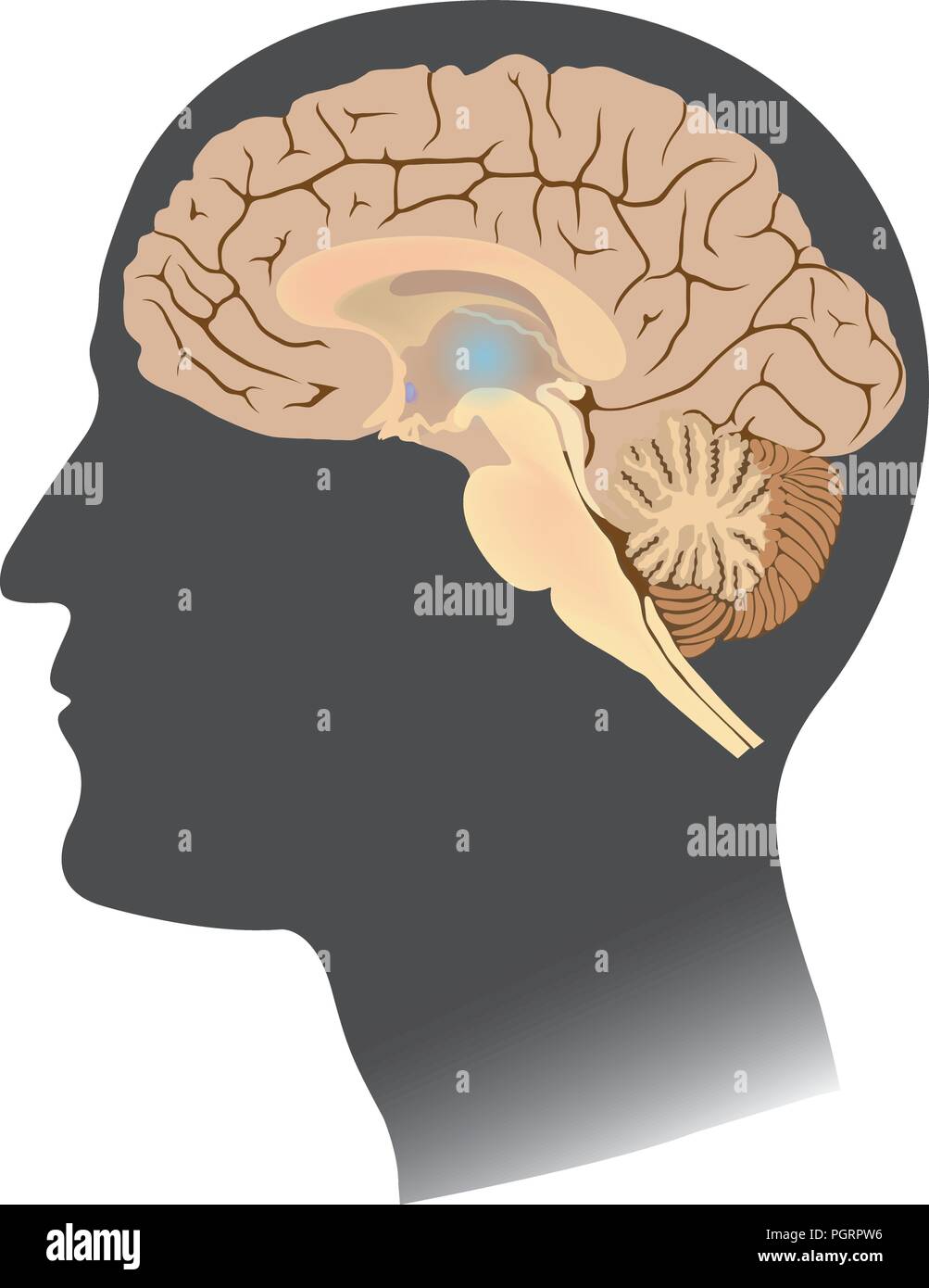 Cervello umano isolato di bianco. Corpo anatomia ed infografico. Illustrazione. Illustrazione Vettoriale