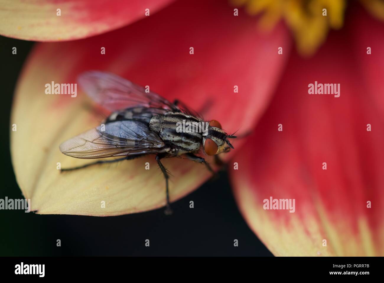 Horse-fly (Tabanoidea): un cavallo singolo-fly in appoggio su di un petalo dalia Foto Stock