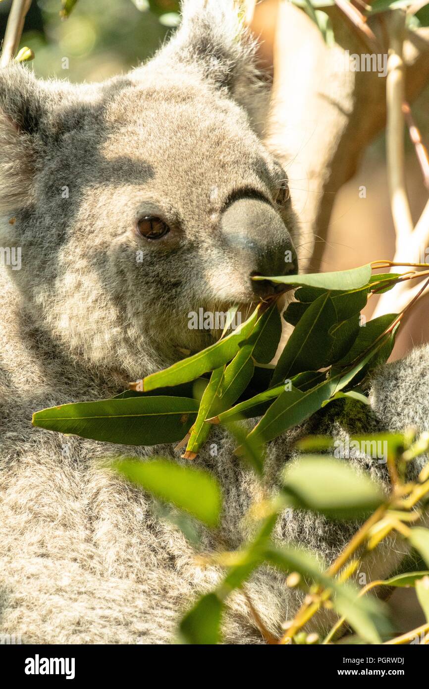 Koala su albero di eucalipto Foto Stock