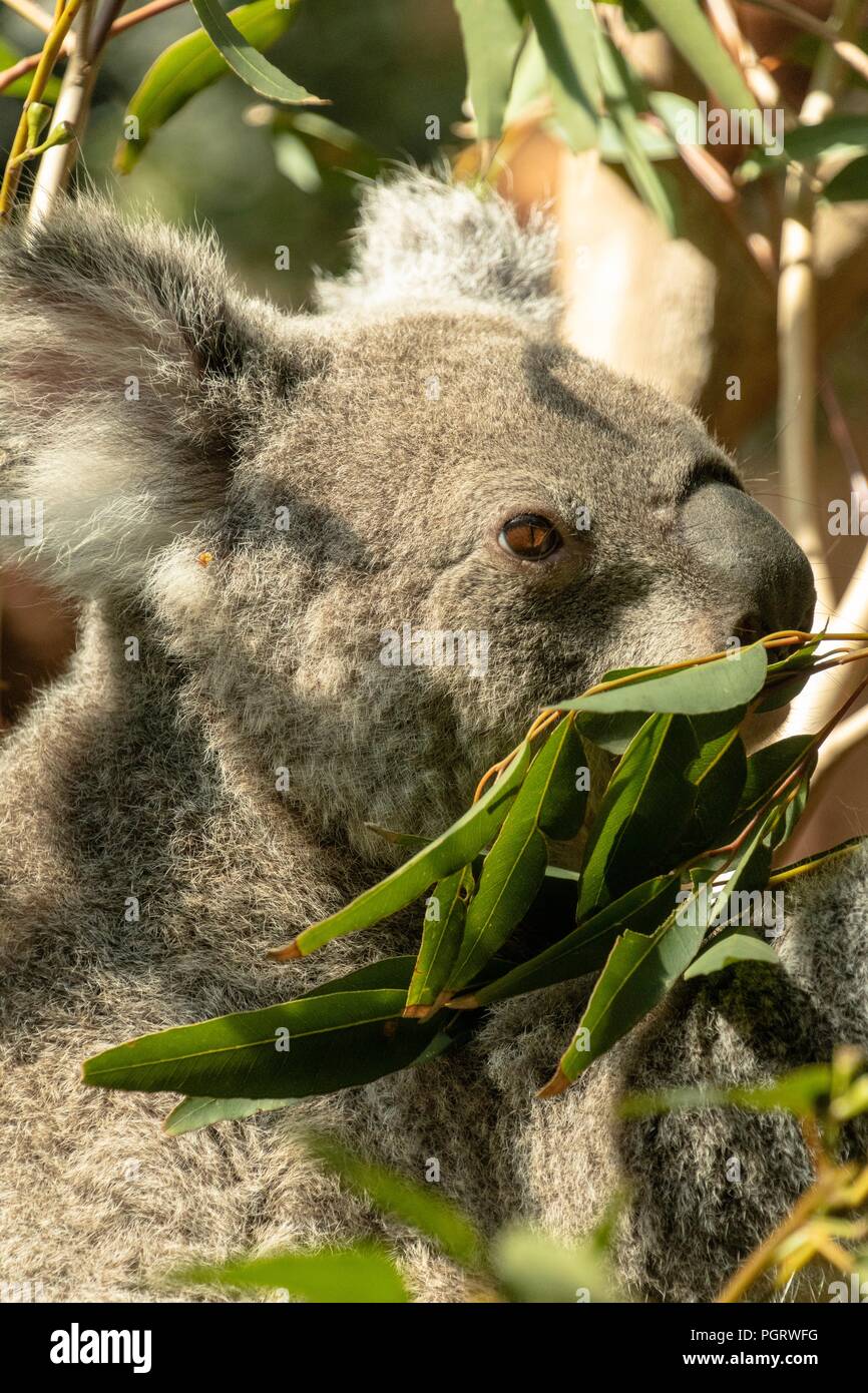 Koala su albero di eucalipto Foto Stock