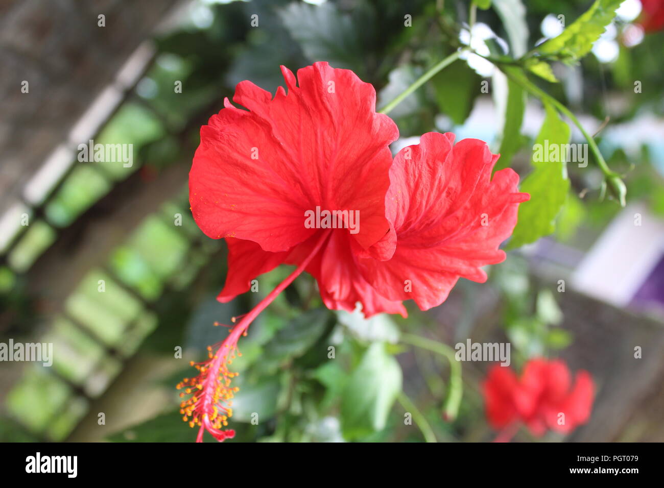 Rosso di fiori di ibisco sfondo texture. Foto Stock