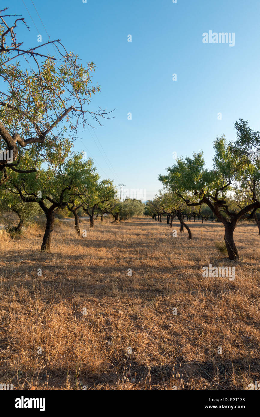 Il cammino di Santiago e la via Augusta in Castellon, Spagna Foto Stock