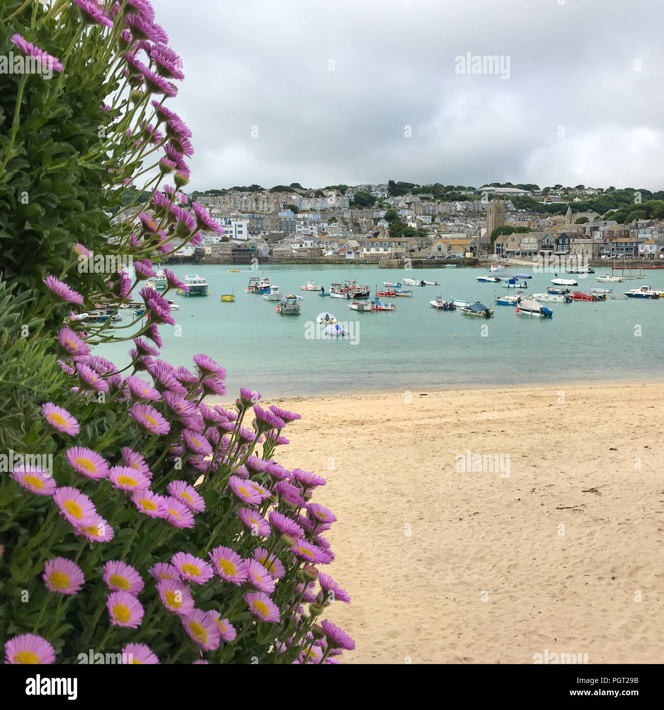 ST IVES, Inghilterra - 20 giugno: fiori in primo piano di una bella vista di St Ives spiaggia e porto. In St Ives, Cornwall, Inghilterra. Il 20 giugno 20 Foto Stock