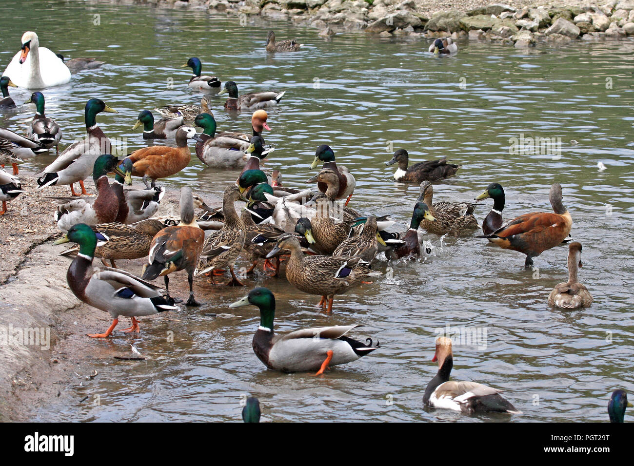 Un Cigno con un grande gruppo di anatre, principalmente germani reali e alcuni rosso-crested moriglioni e Cape Shelducks, essendo alimentato in Inghilterra del Sud Foto Stock