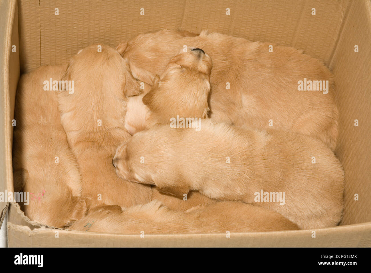 Cucciolata di golden retriever cuccioli momentaneamente messo in una scatola di cartone Foto Stock