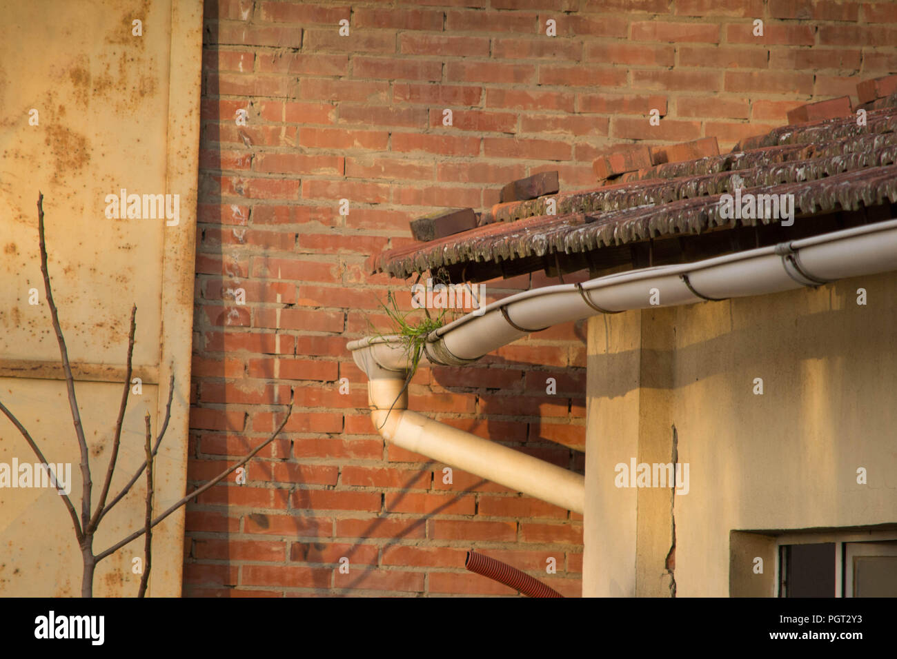 Angolo della casa con grondaia staccata dal tetto e con erba all'interno.accanto a te è un albero secco. Foto Stock