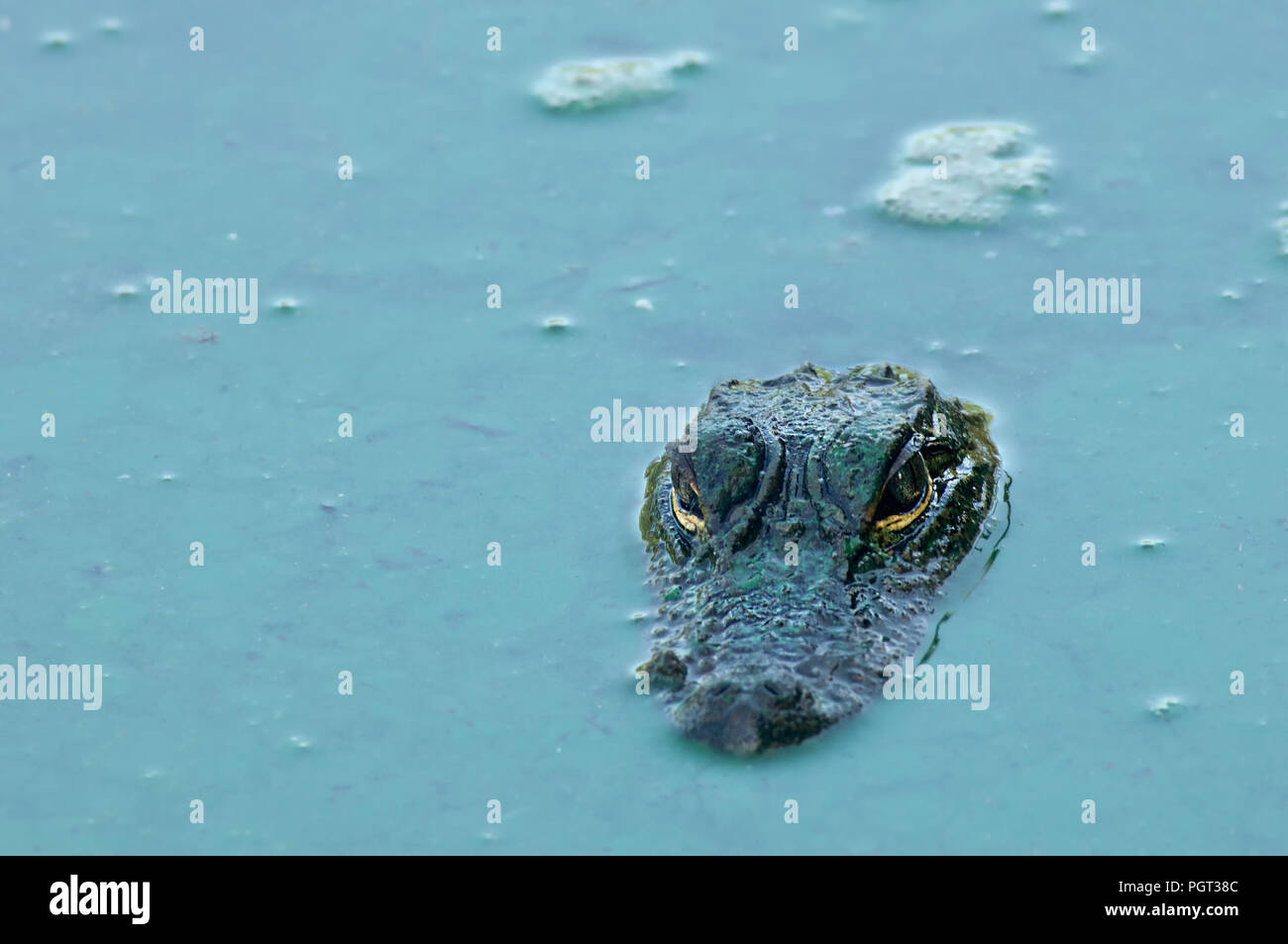 Un alligatore la testa e gli occhi in turchese verde Alghe di acqua durante la siccità in Fakahatchee Strand, Florida Foto Stock