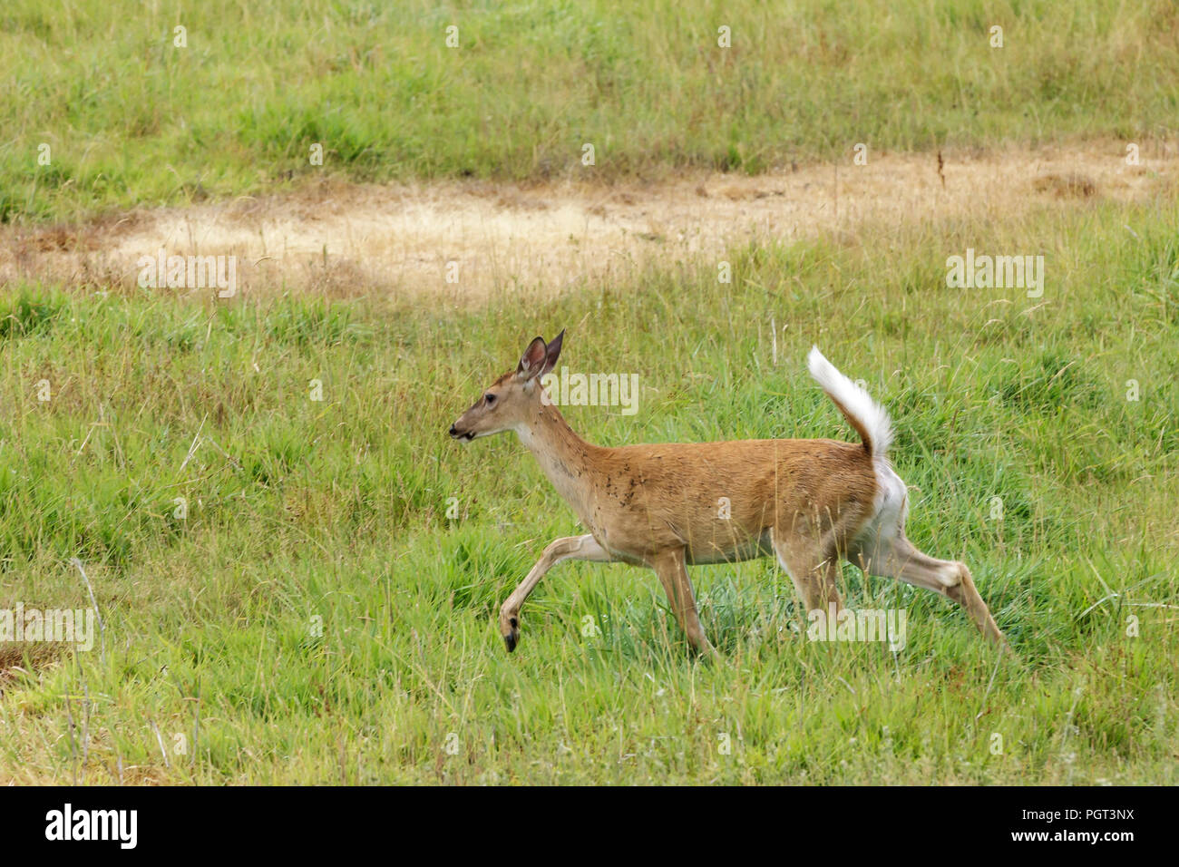 White Tailed Deer corre in un campo erboso vicino Hauser, Idaho. Foto Stock