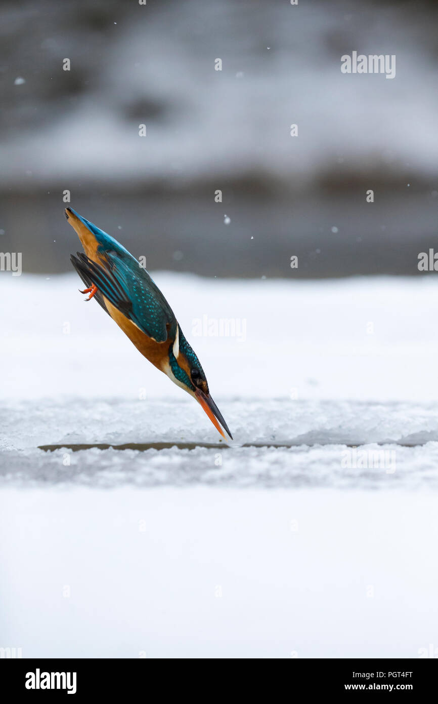 Kingfisher (Alcedo atthis) pesca attraverso un foro di ghiaccio Foto Stock